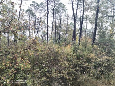 TERRAIN - ZONE NATURELLE - CALLIAN - VENDU