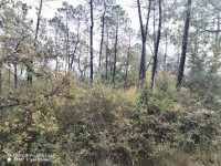 TERRAIN - ZONE NATURELLE - CALLIAN - VENDU